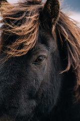 Super close-up of eye of dark Icelandic horse