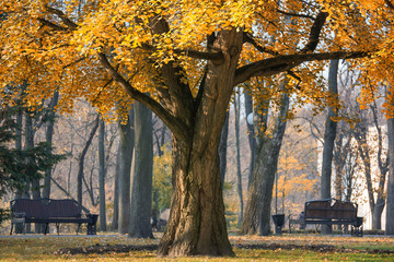 Big beautiful tree with yellow leaves in the autumn park.