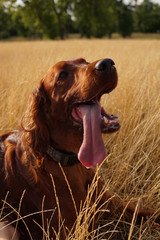 Portrait of dog. Happy irish setter lying in golden grass