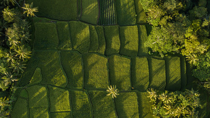 Nature background in green color. Aerial view of green rice terraces in Bali, Ubud. Abstract geometric shape and palm tree