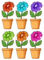 Isolated set of flower in different colors