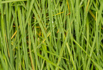 Fototapeta na wymiar Green grass with raindrops closeup