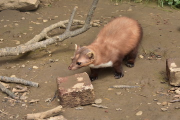 Ferret on the ground
