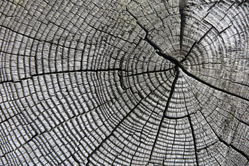 Fototapeta premium Jahresringe in verwittertem Holz - weathered annual growth rings
