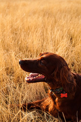 Portrait of red irish setter
