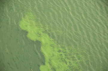 Polluted and weed-infested river water