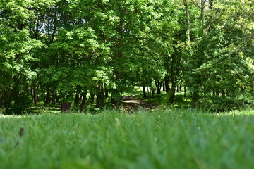 Green grass and forest in Hungary