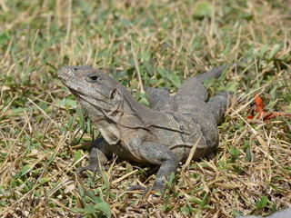 iguane mexicain