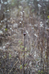 Goldenrod in the fall season. Goldenrod plant with the round gall.