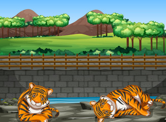 Scene with two tigers in the zoo