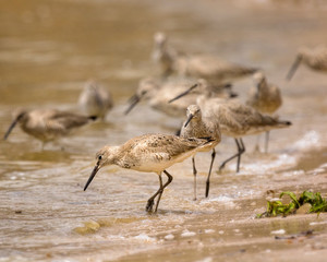 Passel of Willets