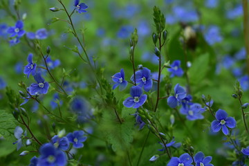 Purple flower in the grass
