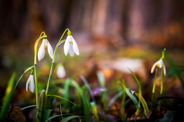 Spring forest with white snowdrops on dark trees background_