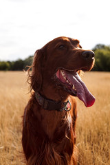 Head of happy irish red setter. Outdoors, in the meadow, sunny weather