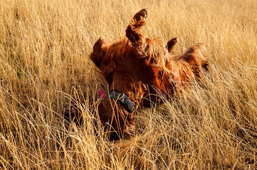 Dog wallow in the golden meadow