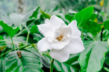 Obraz premium Gardenia flower (Gardenia Jasminoides or Cape Jasmine) Blooming in green garden on branch tree background. 