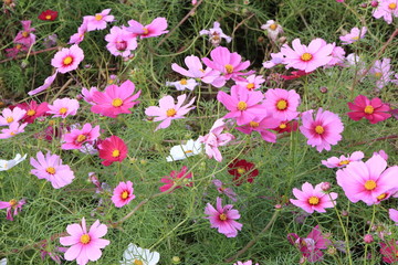 Obraz premium 日本に咲いているコスモス