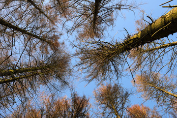 Baumkronen von vertrockneten Bäumen - Stockfoto