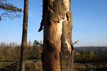 Fototapeta premium Geschädigte Baumrinde an Baumstamm in vertrocknetem Waldgebiet - Stockfoto
