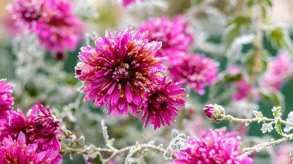 Frost covered chrysanthemums in the autumn garden_