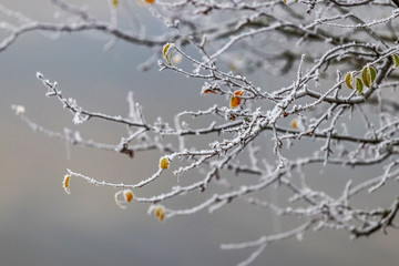 Frosty branches of the tree with the last single leaves_