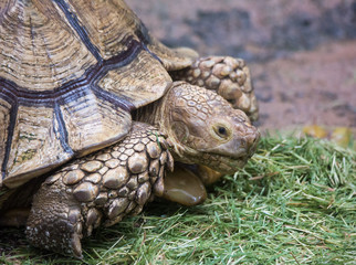 Closeup portrait of Galapagos giant tortoise ,Chelonoidis nigra, with huge paws looking curiously and eating grass.
