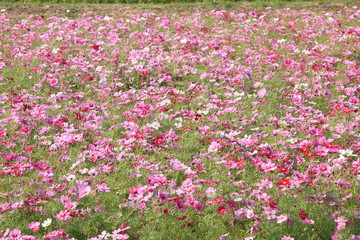 日本に咲いているコスモス