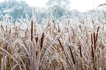 Fototapeta premium Cane on the river bank during frosty weather. Reeds covered with frost_