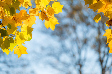 Fototapeta na wymiar Bright yellow leaves against a crisp autumn sky