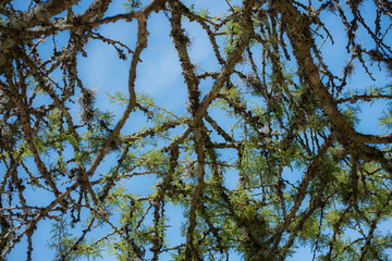Close up of Vegetation next to the Basaltic Prisms of Santa María Regla, Mexico