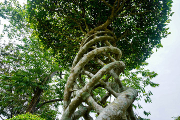 Fototapeta premium Swirling Tree