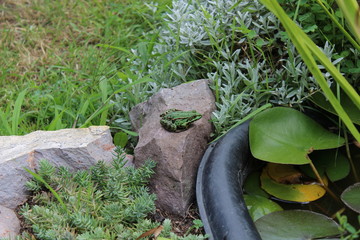 Frosch am Gartenteich