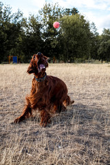 Dog cathing ball. Irish red setter playing in the meadow