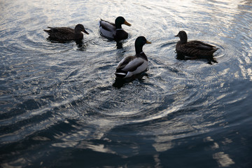 ducks in water