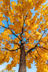 Single tree with trunk and fall colored leaves against a blue sky