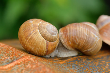 Weinbergschnecken auf altem Blechfass