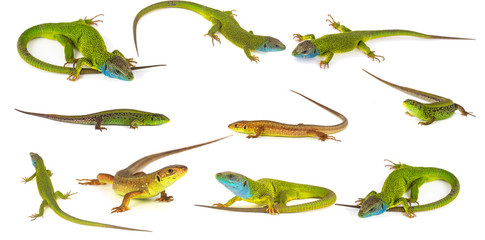 Green lizard set collection isolated on white background