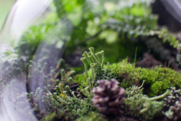 Close-up of Cladonia fimbriata lichen growing at glass florarium