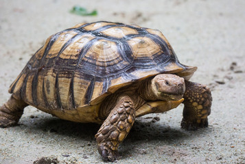 Closeup portrait of Galapagos giant tortoise ,Chelonoidis nigra, with powerful paws, bright yellow...