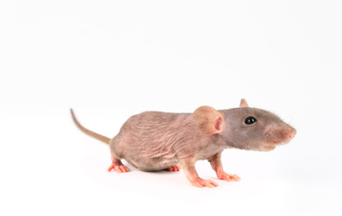 Gray Dumbo Sphinx rat isolated on white background