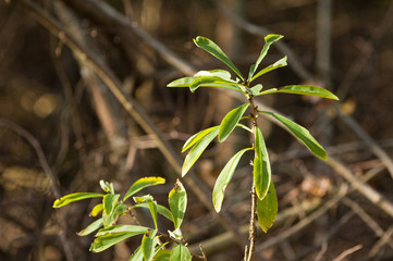 Daphne Mezereum