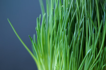 close up of green chives