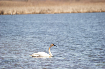 Swan