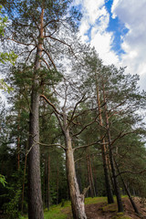 Bright fabulous colors of the old dense forest