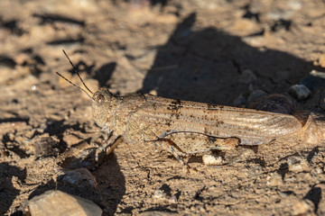 Brown grasshopper macro of ground soil, top view