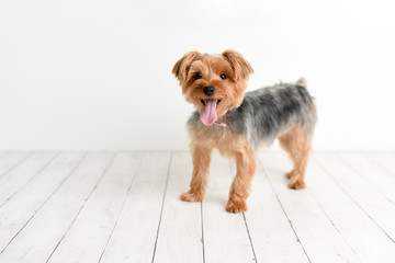 Portrait of cute Yorkshire Terrier on white wood studio background