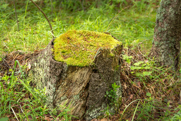 Bright fabulous colors of the old dense forest