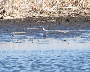 Yellowlegs