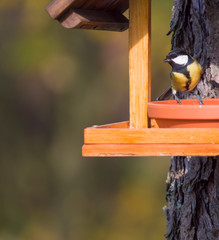 Close up Great tit, Parus major bird perched on the bird feeder table with sunflower seed. Bird feeding concept. Selective focus.
