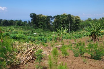 Obraz premium Rural landscape on the Java island in Indonesia